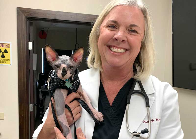 Carousel Slide 5: Cat veterinary care