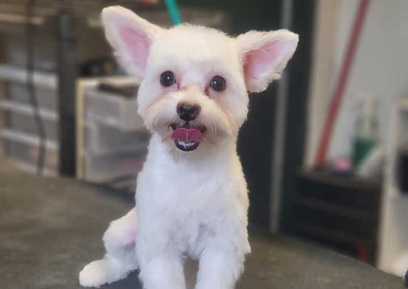 Carousel Slide 6: Pet grooming