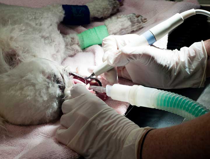 Dental Surgery