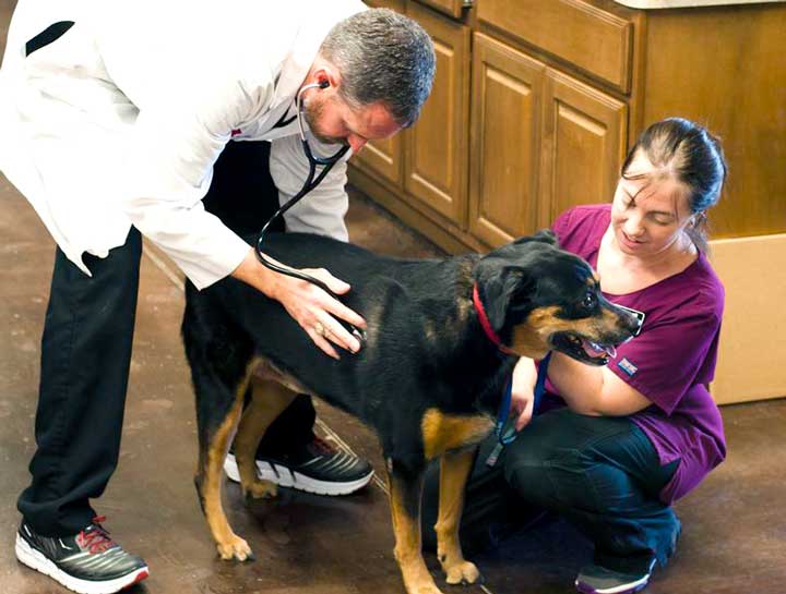 Preventive Care for Dogs