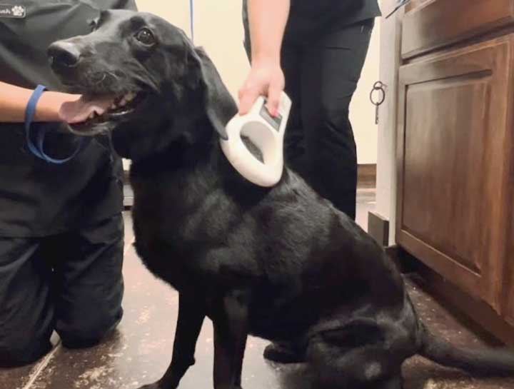 Pet Microchipping