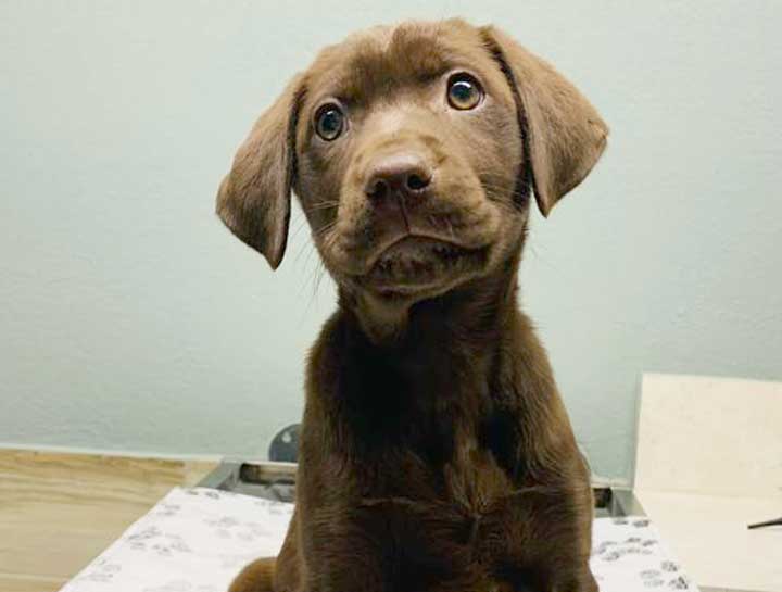 Puppy & Kitten Care